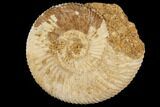 Perisphinctes Ammonite - Jurassic #100262-1